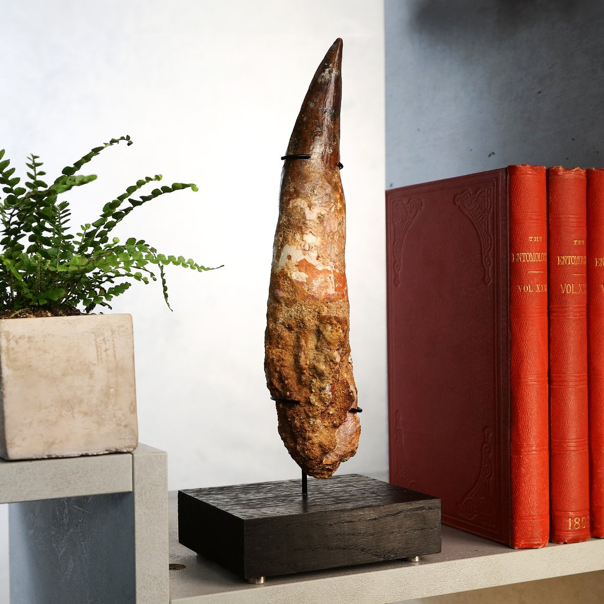 CuratedStudio tweet media