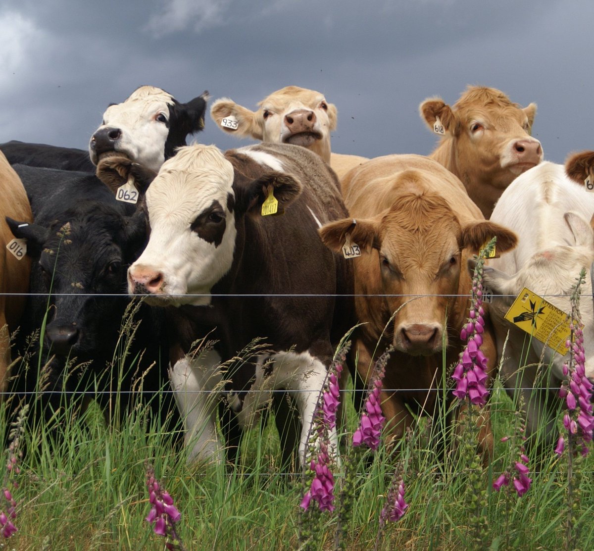 SRUC's tweet photo. SRUC and @MoredunComms are developing an AI web tool to give farmers bespoke advice on protecting livestock from disease. It will summarise official biosecurity guidance, delivering the most relevant info when needed. Join our webinar to see how it works! 
https://t.co/sn16E1DUlt https://t.co/XXcBNKW2Cn