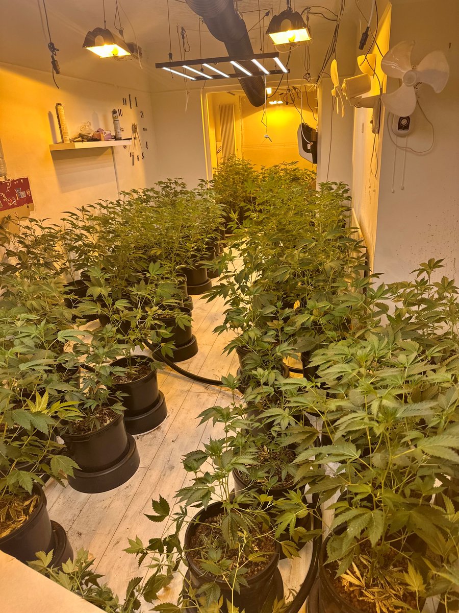 MPSWelling's tweet image. 🚨Knock, Knock, who's there?🚪👮
Officers conducted a successful intelligence lead drugs warrant this morning. Sorry if we woke you!
1 male arrested for cultivation of cannabis and drug supply. A large quantity of cannabis, electronics, paraphernalia &amp;amp; 214 cannabis plants seized!