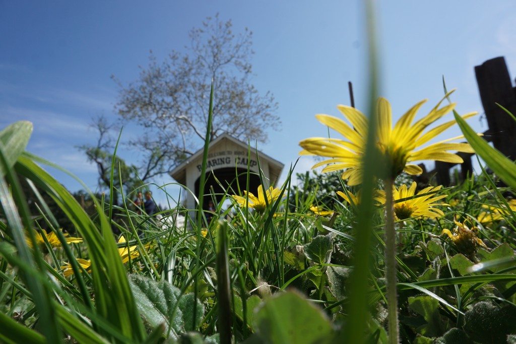 Roaring Camp tweet media