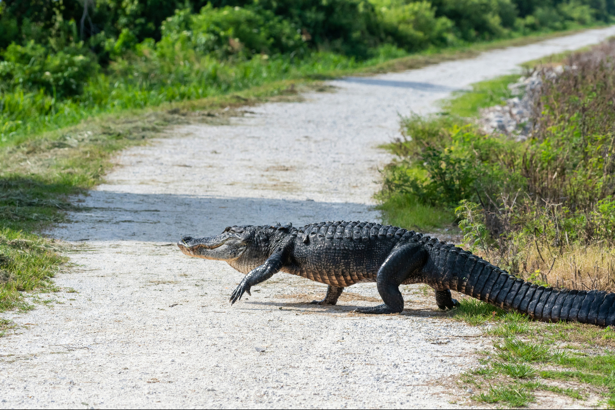 SJRWMD's tweet photo. 🚗🌿 Looking for a fun weekend activity? Head to the Lake Apopka Wildlife Drive!
This 11-mile FREE scenic drive offers a chance to spot alligators, birds, and so much more! 🦅🐊🌳
Perfect for nature lovers! 📸
#LakeApopka #WildlifeDrive #ExploreFlorida #FreeActivity https://t.co/wZFjhf6FCf