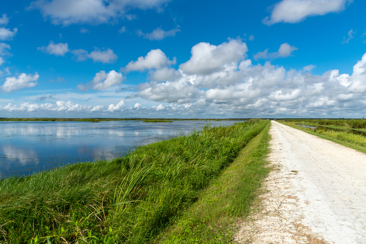 SJRWMD's tweet photo. 🚗🌿 Looking for a fun weekend activity? Head to the Lake Apopka Wildlife Drive!
This 11-mile FREE scenic drive offers a chance to spot alligators, birds, and so much more! 🦅🐊🌳
Perfect for nature lovers! 📸
#LakeApopka #WildlifeDrive #ExploreFlorida #FreeActivity https://t.co/wZFjhf6FCf