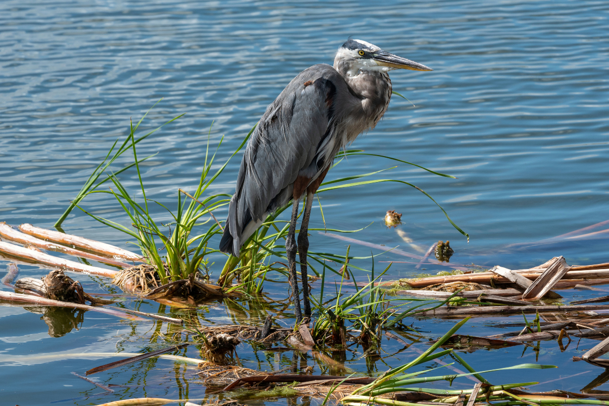 SJRWMD's tweet photo. 🚗🌿 Looking for a fun weekend activity? Head to the Lake Apopka Wildlife Drive!
This 11-mile FREE scenic drive offers a chance to spot alligators, birds, and so much more! 🦅🐊🌳
Perfect for nature lovers! 📸
#LakeApopka #WildlifeDrive #ExploreFlorida #FreeActivity https://t.co/wZFjhf6FCf