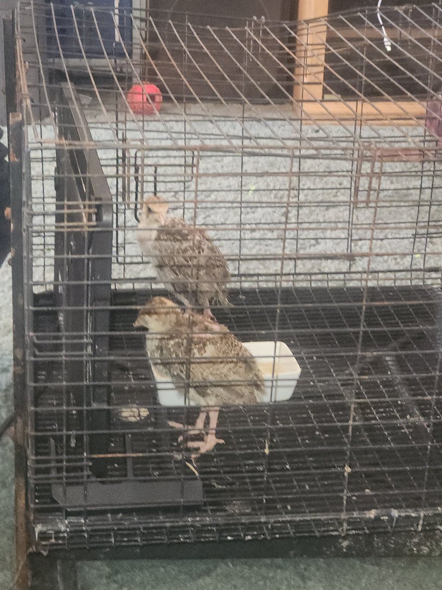 NyanNukem's tweet photo. Yay, they are both standing and moving around. I think they are a tree e on the mend! https://t.co/ESEzO6RqOi