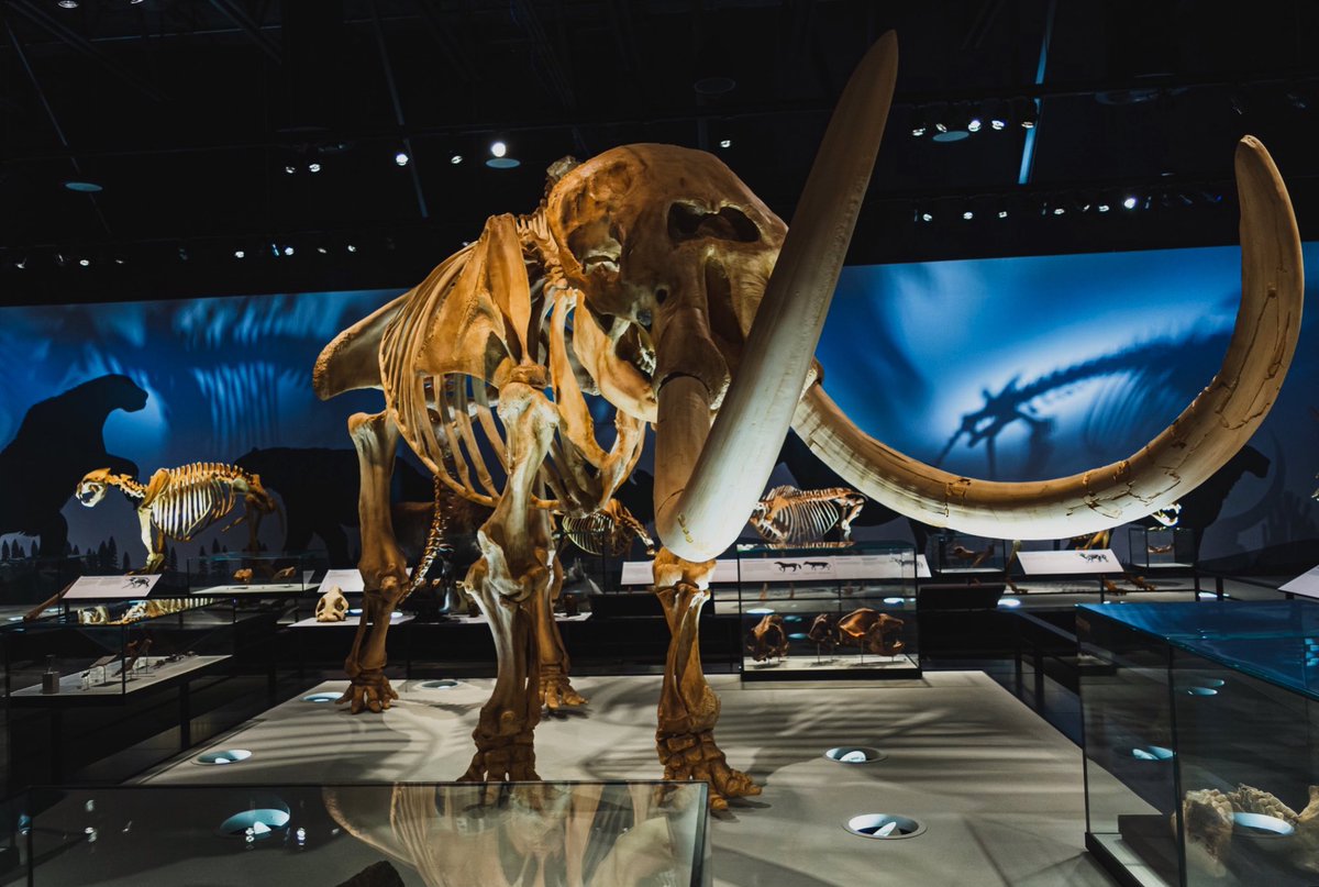 Nature Nick (@naturenickpics) on Twitter photo American Mastodon skeleton at <a href="/RoyalAlberta/">Royal Alberta Museum</a> In between recently writing some mammoth and mastodon-related content for the museum and editing a book chapter on bison evolution for a U of A prof, I’ve really had the Pleistocene on the brain #FossilFriday American Mastodon skeleton at <a href="/RoyalAlberta/">Royal Alberta Museum</a> In between recently writing some mammoth and mastodon-related content for the museum and editing a book chapter on bison evolution for a U of A prof, I’ve really had the Pleistocene on the brain #FossilFriday