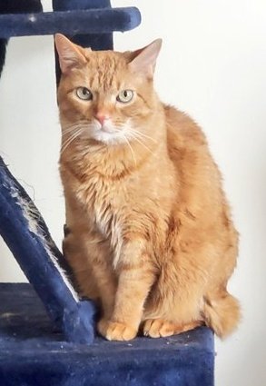 Miniatureowl's tweet photo. I talked about my son A LOT here so, please keep my boyyo in your prayers/cheer him on. He was diagnosed yesterday with cardiomyopathy or heart disease. He's late stage (not latest stage luckily). He survived the night (didn't go critical) and will be put on dieretics. 🤞🏾 https://t.co/XMdRwtc7zG