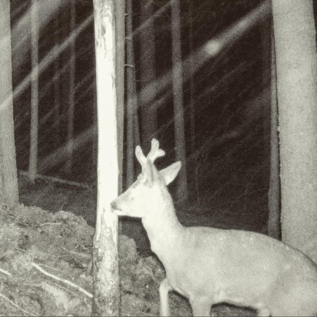 TrueGritTrails's tweet image. Nature never ceases to amaze. From an ancient doe to an abnormal buck, the Grandlbock is by far the most unusual sight in my hunting journey—and likely will be for a long time! #HuntingAdventure#NatureExploration #OutdoorLife