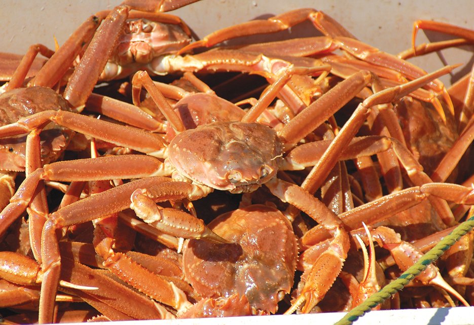🔴📣SNOW CRAB NEGOTIATIONS PROCEED TO PANEL SUNDAY

The parties have failed to reach an agreement on crab and are proceeding to the Panel on Sunday morning at 9:30 in St. John's. A further update will provided following Panel submissions. #nlpoli