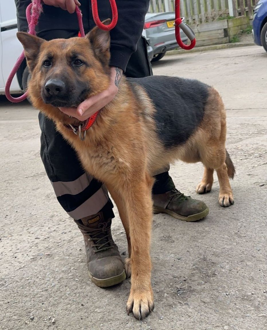 AdoptionsUk's tweet photo. Urgent, please retweet to help find the owner or a rescue shelter space for this stray/abandoned dog found  #HOLME #BRADFORD #YORKSHIRE #UK 
Now in a council pound, this dog may be at risk of euthanasia💔💔💔
The council will not allow the public to adopt, we need retweets so a rescue shelter with space sees this✅
Found  Holme Top Lane  #BD5
Council pound Ref : Crm 3669529
If you are the legal owner please call 01226 762391
Council and kennel fees will apply and proof of ownership required.
Original post on facebook👇
https://t.co/DWU6gc8jEu

#dogs #dog @missingdogwales @MissingPetsGB @DogLostUK @SAMPAuk_ @Nightowl400 @LisaClareRead2 @millypod1 @domdyer70 @PeterEgan6 @APDAWG1 @ConservativeAWF @Nigel_Farage @EamonnHolmes @NickDixonITV @GMB @thismorning #adoptdtonshop #Rescuedogs #England #Scotland #Wales @gsrescueelite #GermanShepherd #GermanShepherds