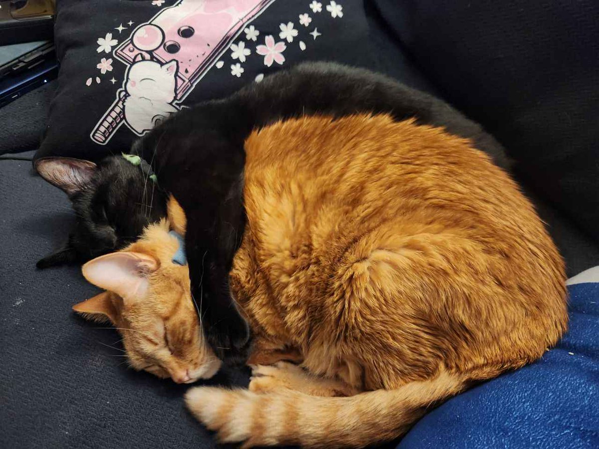 Miniatureowl's tweet photo. I talked about my son A LOT here so, please keep my boyyo in your prayers/cheer him on. He was diagnosed yesterday with cardiomyopathy or heart disease. He's late stage (not latest stage luckily). He survived the night (didn't go critical) and will be put on dieretics. 🤞🏾 https://t.co/XMdRwtc7zG