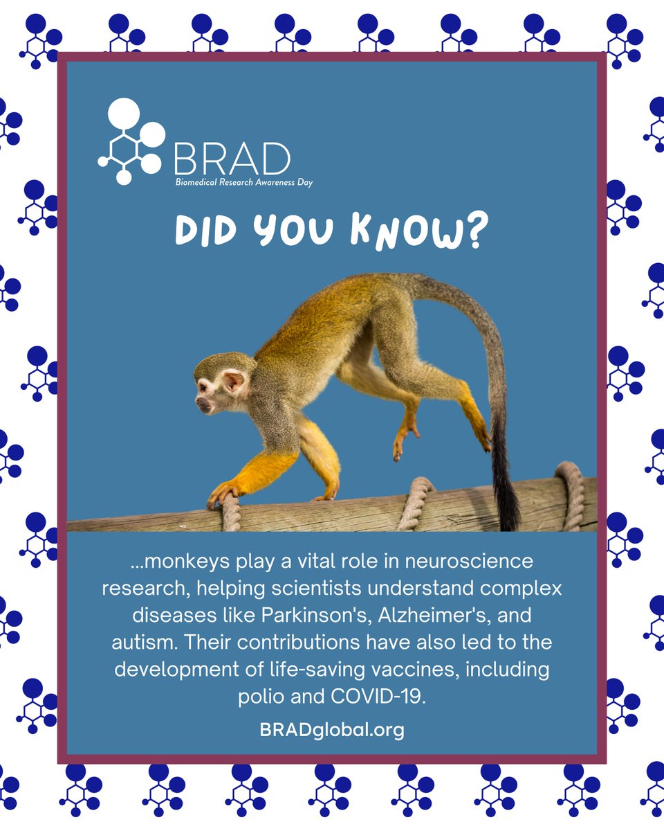 🐒 Monkeys: Unlocking the Brain’s Mysteries 🐒
Monkeys play a vital role in neuroscience research, helping scientists understand complex diseases like Parkinson's, Alzheimer's, and autism. Their contributions have also led to the development of life-saving vaccines. #BRADWeek2025