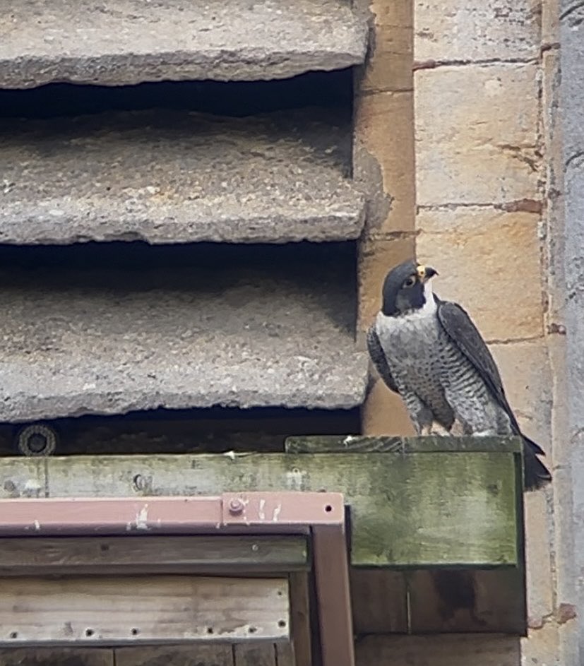 Tan Grigg (@griggtan) on Twitter photo Lots of activity from the peregrine pair at Tewksbury Abbey this afternoon <a href="/GlosBirds/">Glos Bird News</a> Lots of activity from the peregrine pair at Tewksbury Abbey this afternoon <a href="/GlosBirds/">Glos Bird News</a>