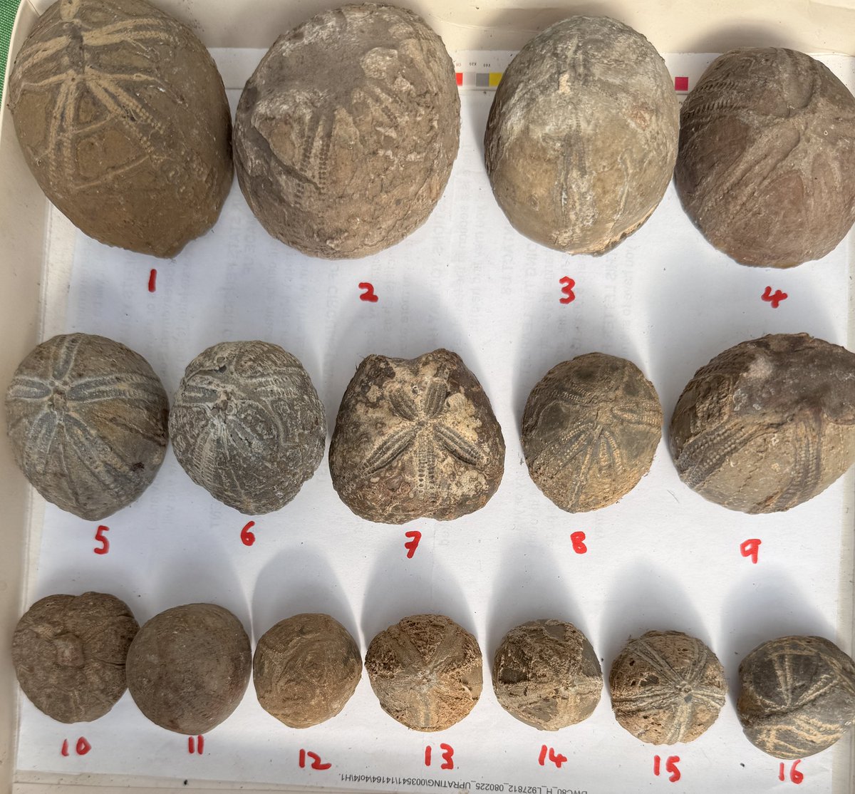 #BobFlowerdew on…. I must clean out my potting shed more often! Curios of Natural History. Over decades of digging holes and field walking I’ve accumulated too many items to find space to display thus I’m now passing these on for others to enjoy. Belemnites, hundreds of millions