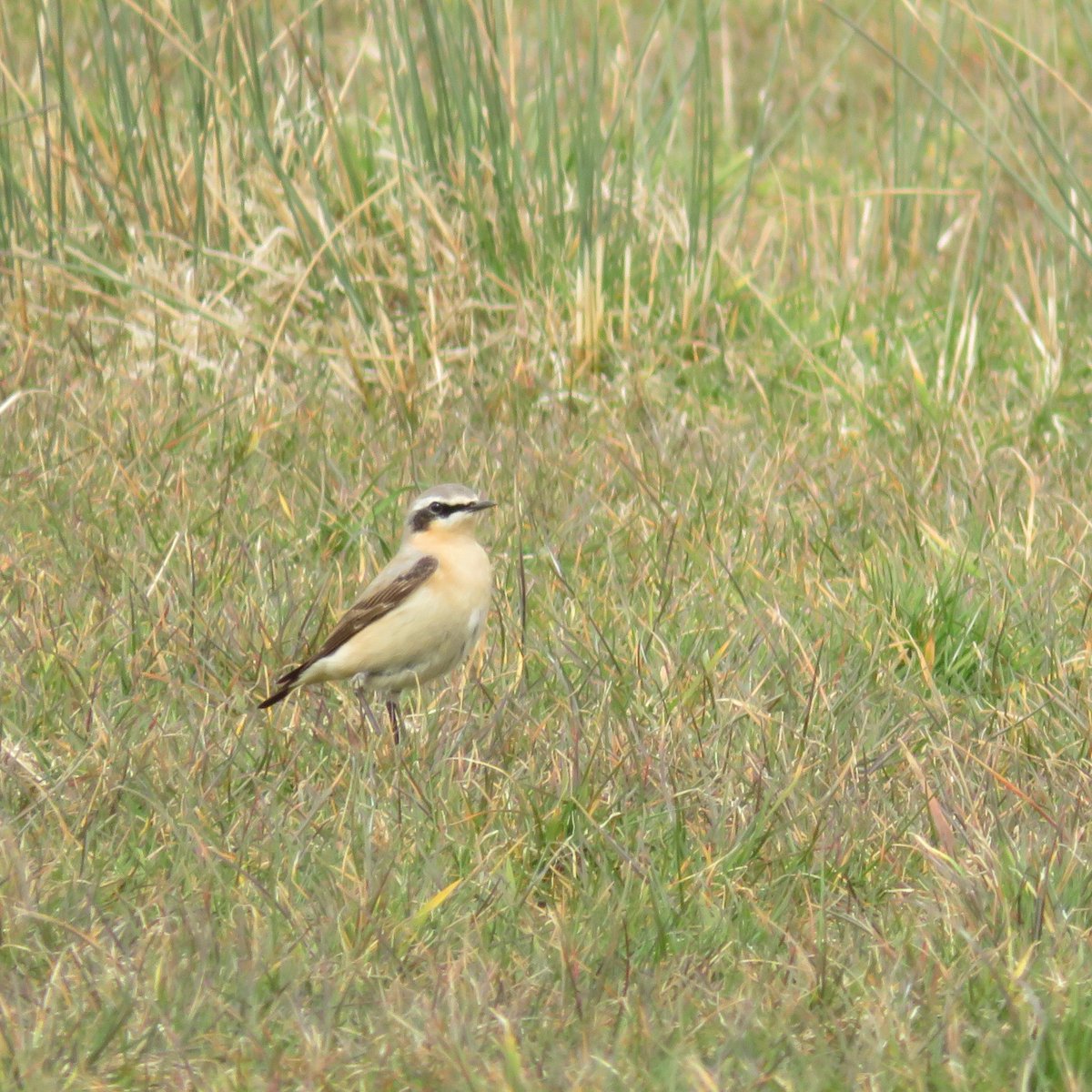 Off patch and birding in West Dorset. Good to catch up with a variety of residents and new arrivals. 25 Cattle Egret (Abbotsbury) Wheatear, 4 Pintail, 2 Sandwich Tern, 4 Gannet and Cirl Bunting all along the coastal strip.