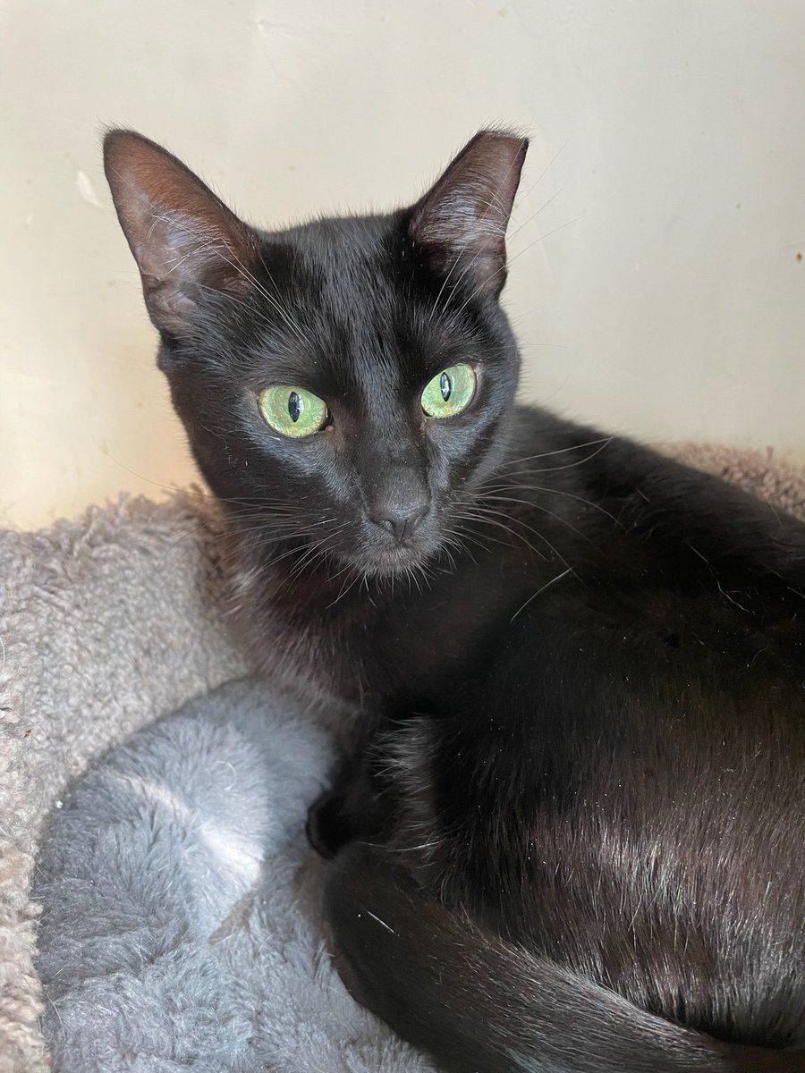 I’m ZaZa, a 1-year-old girl. I’m extremely loving &amp; human-oriented, immediately purring when I’m in the same room as my fosters. I am a master biscuit maker! I love sprinting around and playing w/ all kinds of toys. I get along well w/ other cats.

Adopt: givemesheltersf.org/mobile/animal.…