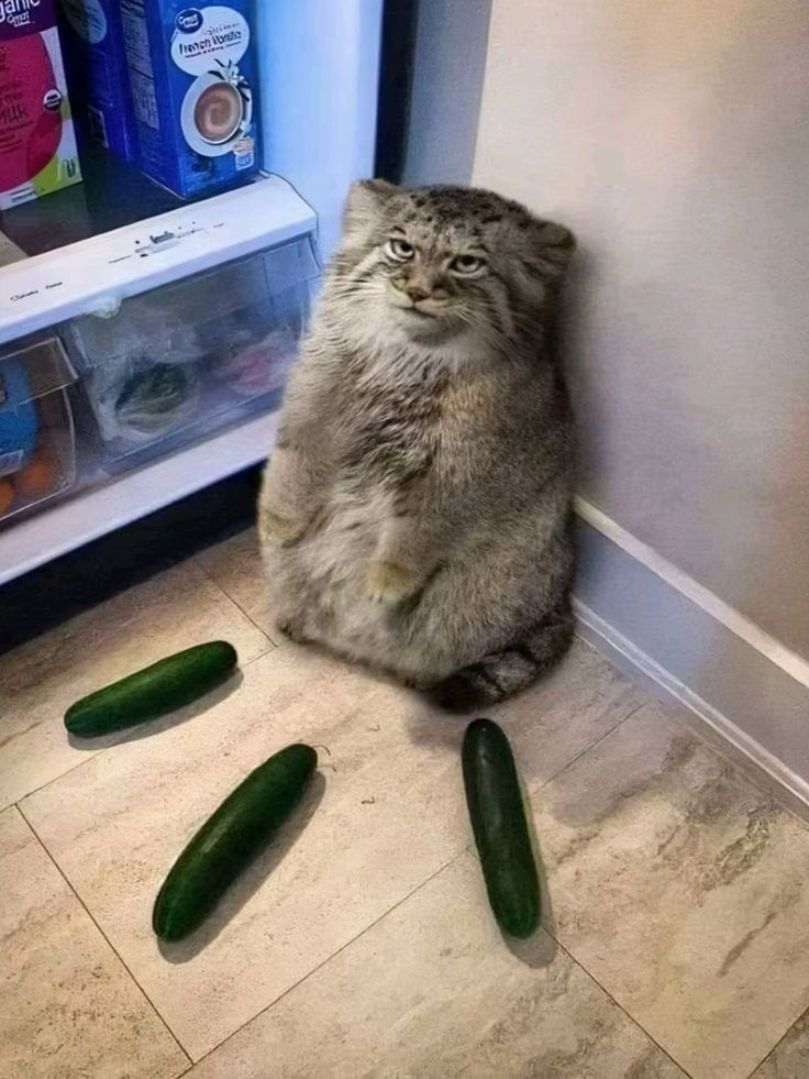 Posts Of Cats tweet media
