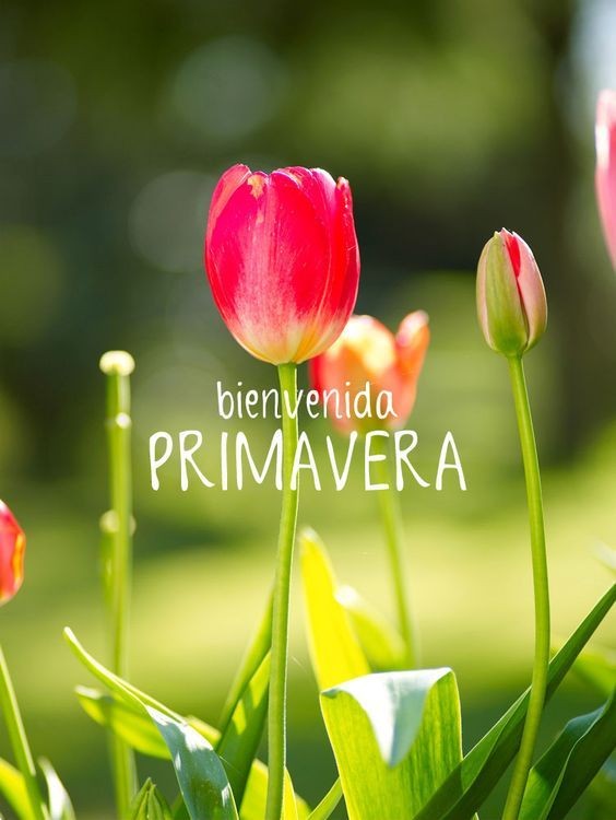 La Primavera llegó 💐🌸🌷

Para recordarte 
Que siempre se puede florecer
y recomenzar 

Aun habiendo soportado muchas tormentas 🌧

La Primavera llegó Para alegrarnos la vida, los sueño, darnos alegrías, y ser siempre positivos 🫶

Buen día 
Feliz Viernes 
Saludos 🤗🌹🌸💐🌼🪷☕️