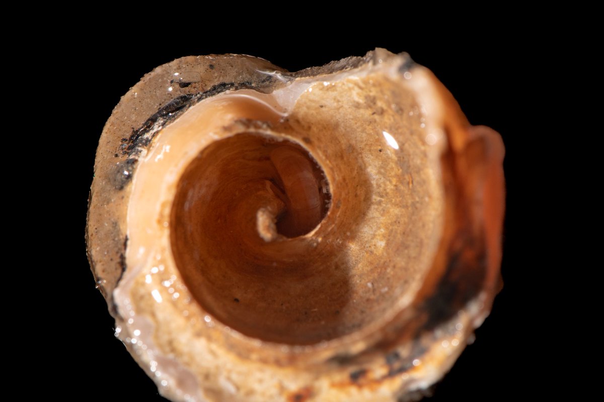 藏在 大寄居蟹的螺壳里的钩虾