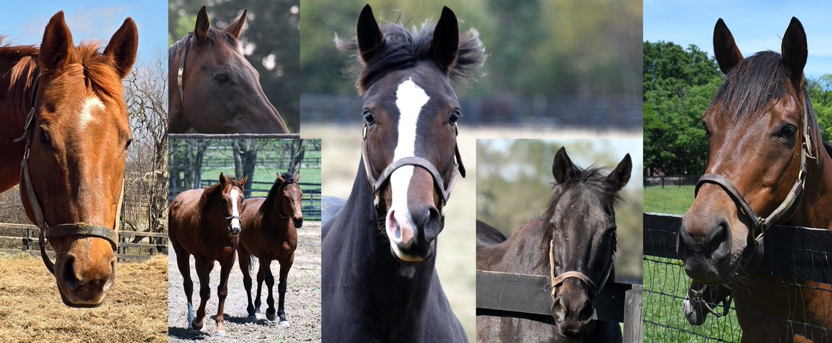 Old Friends (@oldfriendsfarm) on Twitter photo It's been a busy week of birthdays and we're rounding it out with six more parties!
Today we're celebrating BOULE D’OR (24), JOEY P (23), MINEWANDER (20), ROYAL POSSE (14), GET WESTERN (10), and SHAKY PANTS (5)!
Photos <a href="/battles_laura/">Laura Battles</a> It's been a busy week of birthdays and we're rounding it out with six more parties!
Today we're celebrating BOULE D’OR (24), JOEY P (23), MINEWANDER (20), ROYAL POSSE (14), GET WESTERN (10), and SHAKY PANTS (5)!
Photos <a href="/battles_laura/">Laura Battles</a>