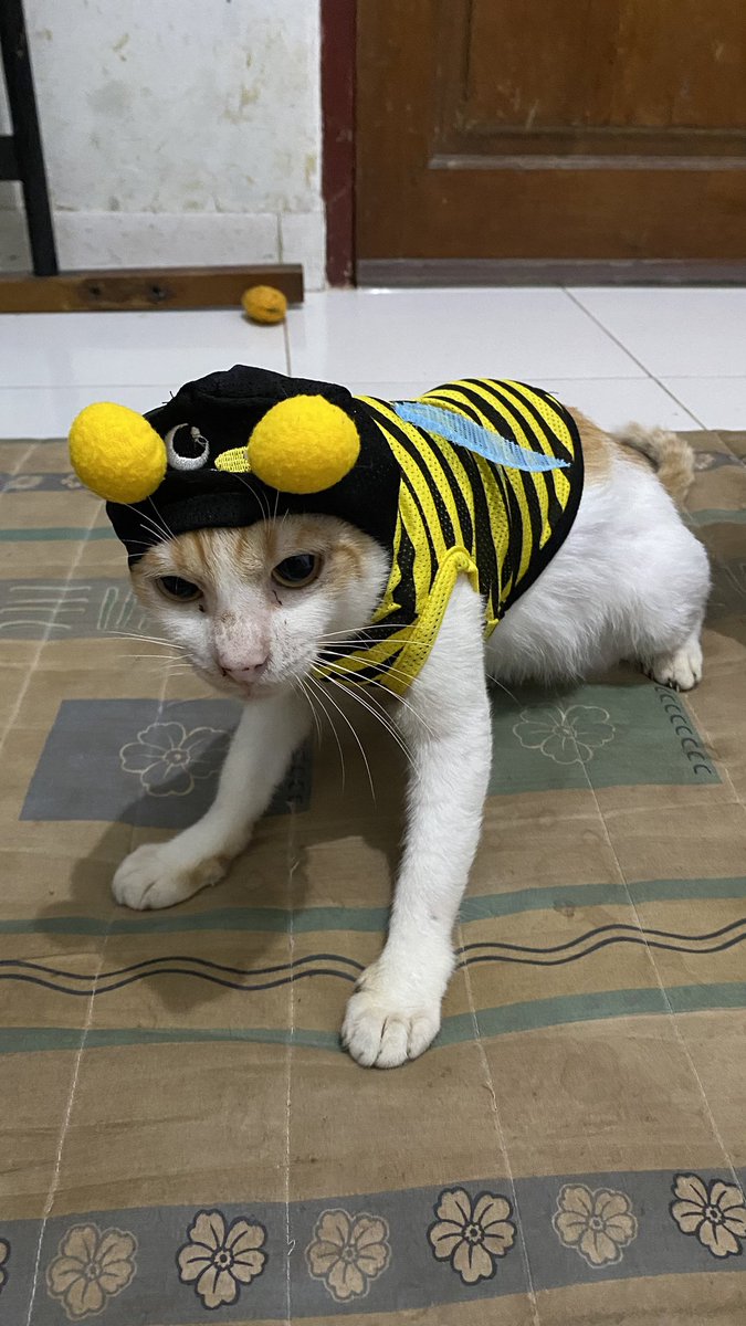 Baju lebahnya kekecilan. Jadi mogok deh nggak mau keluar rumah.