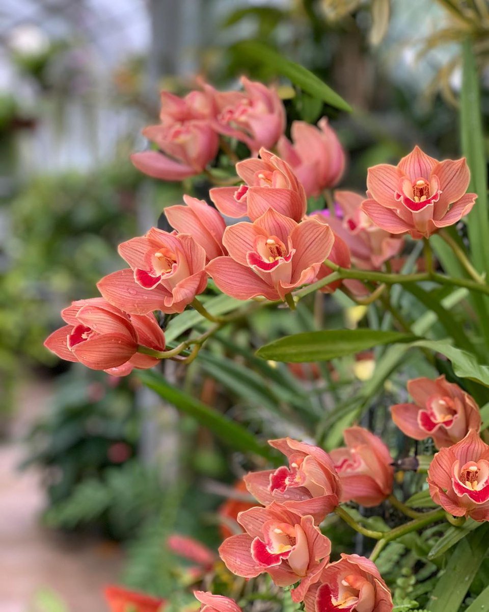 It’s #NationalFlowerDay and what better way to celebrate than with the orchid, Marjorie Post’s favorite flower.

#DidYouKnow? Orchids are the largest family of flowering plants. Hillwood’s collection includes over 2,000 orchids of ~1,200 different species, hybrids, and clones.