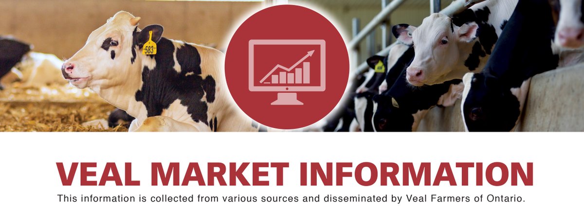 #vealmarkets info for the week ending March 21:  
Direct to packer higher. Sales barn Avg$&gt;600lbs. ↓3.48, with Avg. wt. ↓ at 767lbs. Avg$&lt;125lbs. ↑39.52, with Avg. wt. ↓ at 103lbs.                             
Find the full report here: bit.ly/VFO2025-12
#OntVeal #ontag