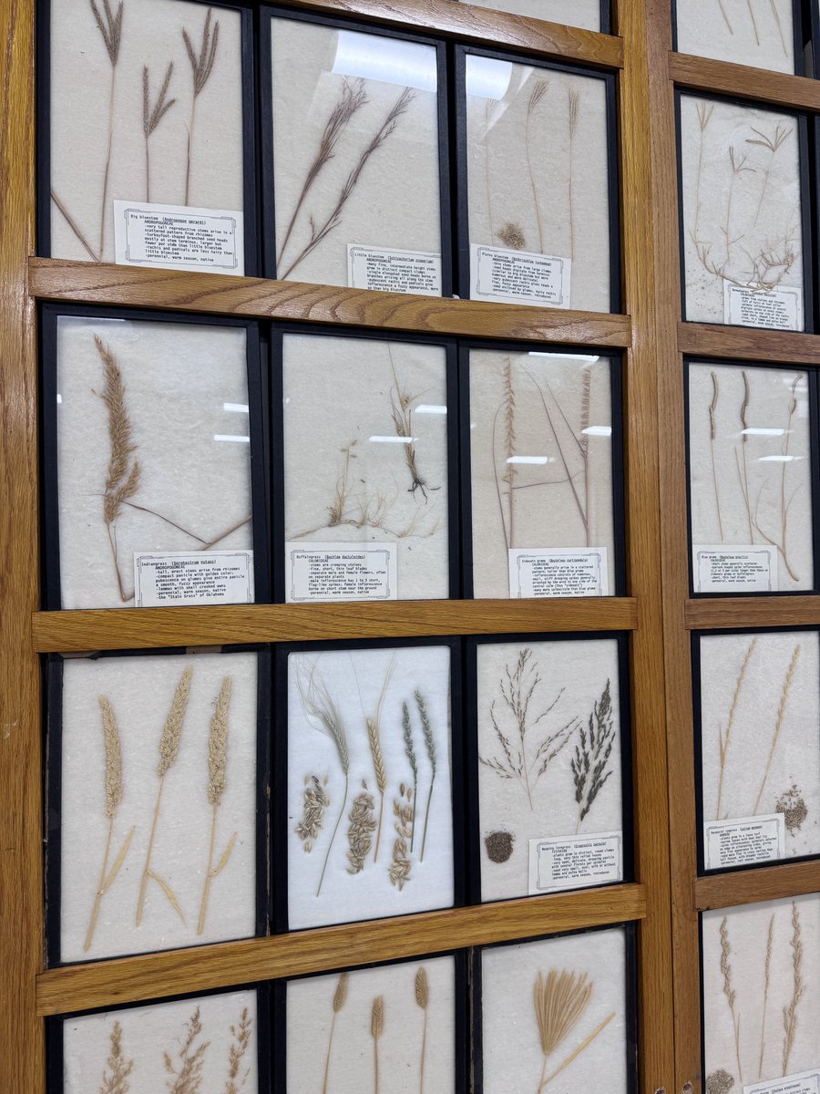 The plants are back! The plant mounts from Old Ag Hall have officially returned to the plant science lab at <a href="/okstateferguson/">OSU Ferguson College of Agriculture</a> . <a href="/okstate/">Oklahoma State Univ.</a>