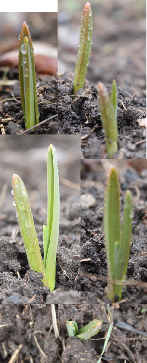 Fall-planted garlic poking up in the Glade area (West Kootenays, British Columbia, Canada)