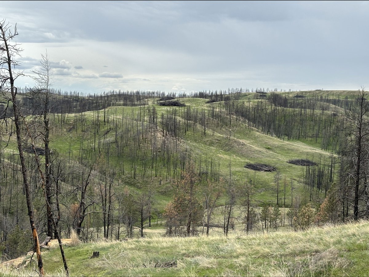 Mast Reforestation tweet media