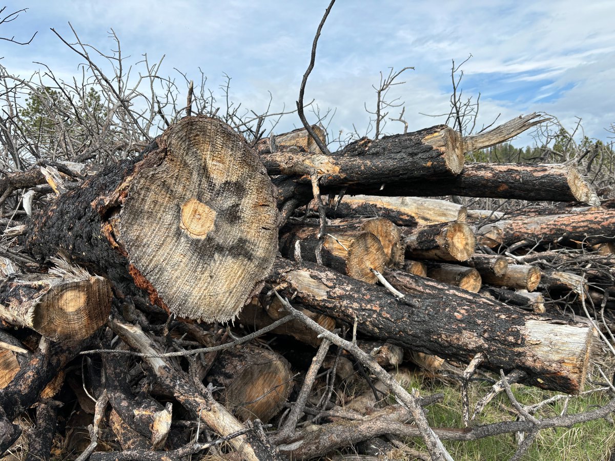 Mast Reforestation tweet media