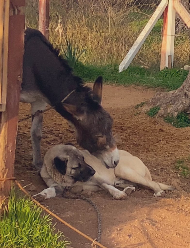 Bu eşşeh kendini köpke sanıyov 🐶🐴
