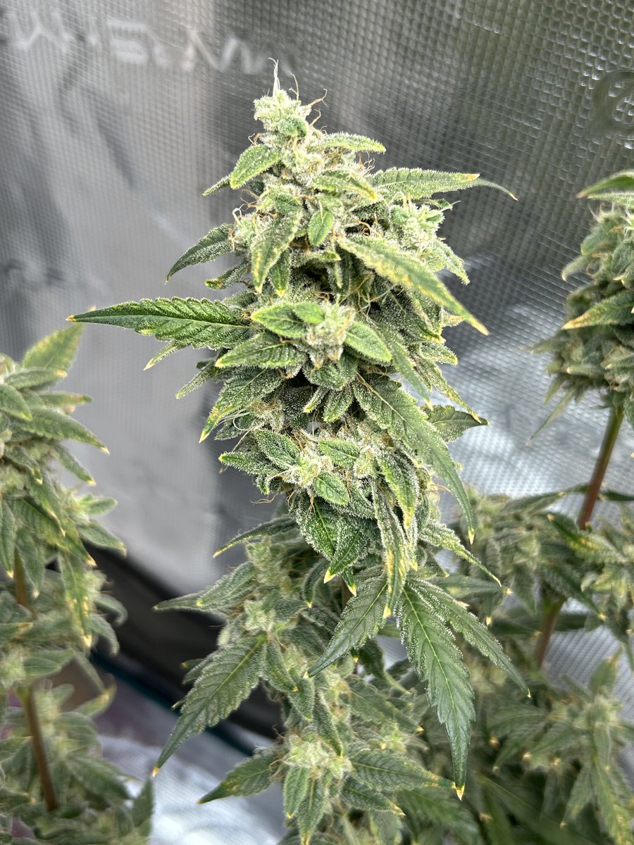 galaxyhiker420's tweet photo. This @Genetics101va #GratefulMAC smells like PEZ and I cannot wait to smoke it! π€€π€€
#GrowYourOwn #Cannabis #PlantMedicine #Weed #Marijuana #SmokeWeedEveryDay #Homegrown #420life #WeedLife #CannabisGardener #GardeningLife #CannabisHeals #Hydro #DWC #HydroGrower
βπ»ππ½π¨ https://t.co/jwkQGaADpv