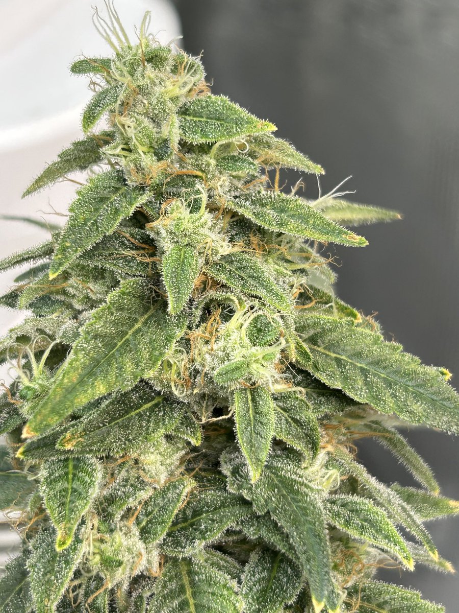 galaxyhiker420's tweet photo. This @Genetics101va #GratefulMAC smells like PEZ and I cannot wait to smoke it! π€€π€€
#GrowYourOwn #Cannabis #PlantMedicine #Weed #Marijuana #SmokeWeedEveryDay #Homegrown #420life #WeedLife #CannabisGardener #GardeningLife #CannabisHeals #Hydro #DWC #HydroGrower
βπ»ππ½π¨ https://t.co/jwkQGaADpv