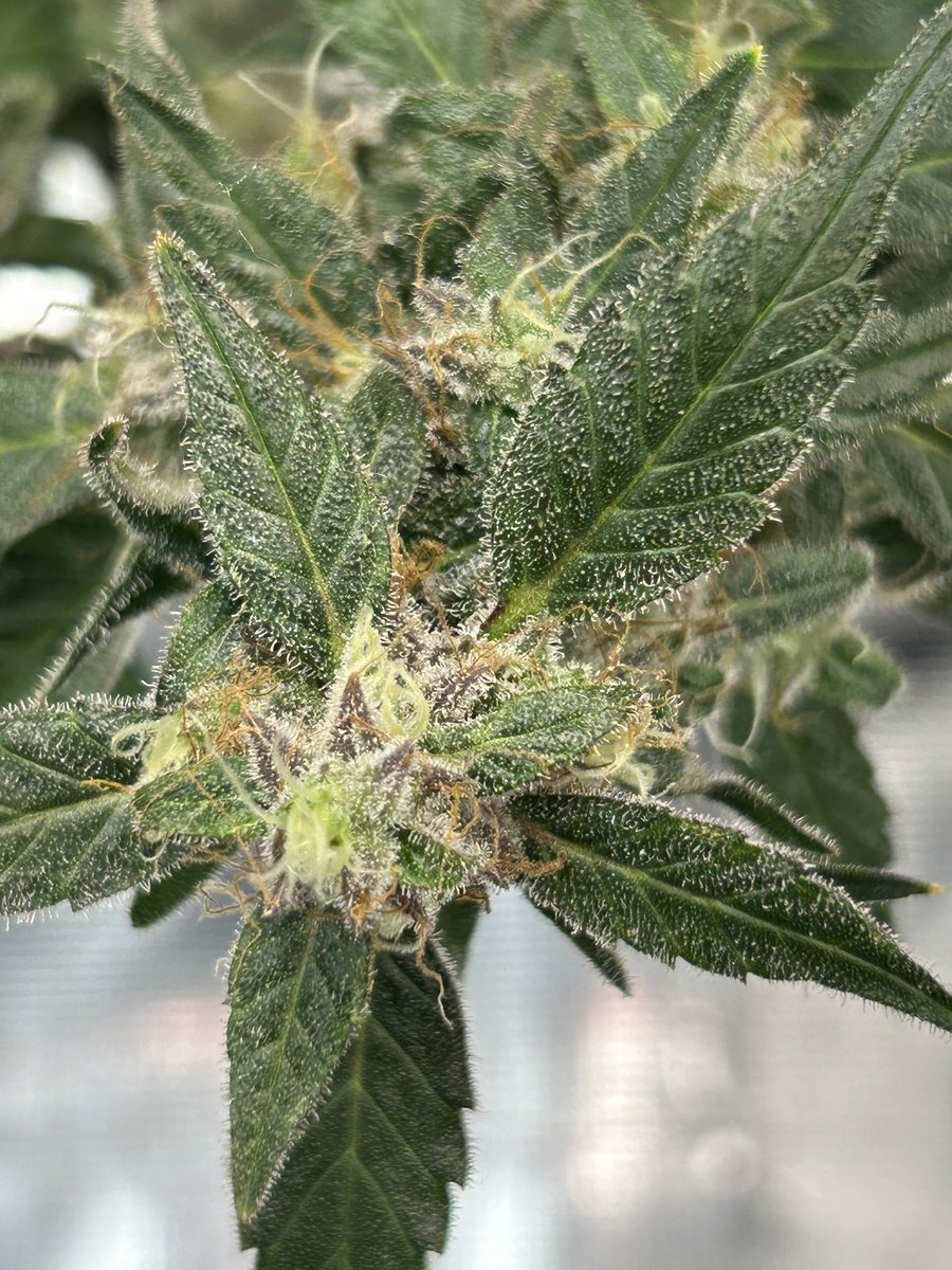 galaxyhiker420's tweet photo. My @seedsexpress #StrawberryCough also stayed small, but is looking like sheβll be a great smoke π€π»π€π»
#GrowYourOwn #Cannabis #PlantMedicine #Weed #Marijuana #SmokeWeedEveryDay #Homegrown #420life #WeedLife #GardeningLife #CannabisHeals #Hydro #DWC #HydroGrower
βπ»ππ½π¨ https://t.co/lEm8hVsmFn
