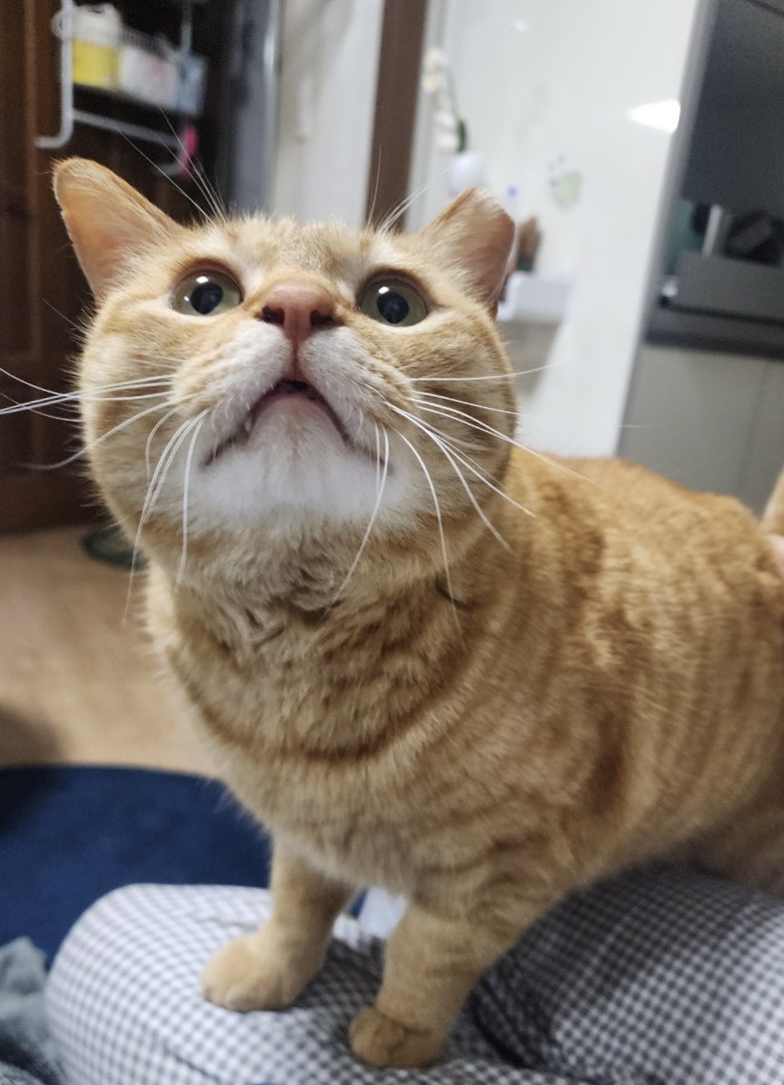 이에로사이다 있어여?