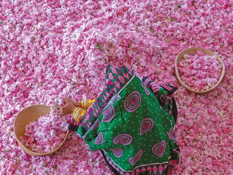 DrKarimWafa's tweet photo. Rose harvest, Oman. https://t.co/yLnAV43Yso