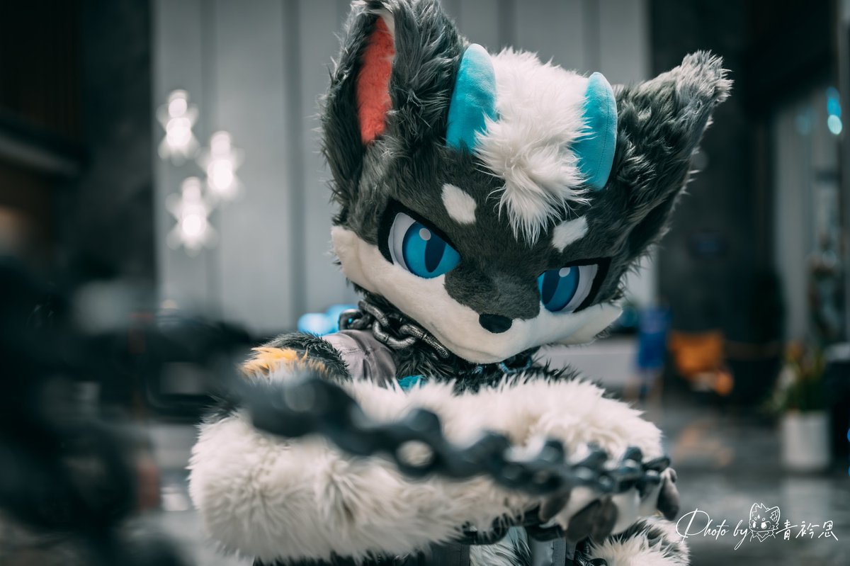 给我过来！

📷：青衿思 
#FursuitFriday