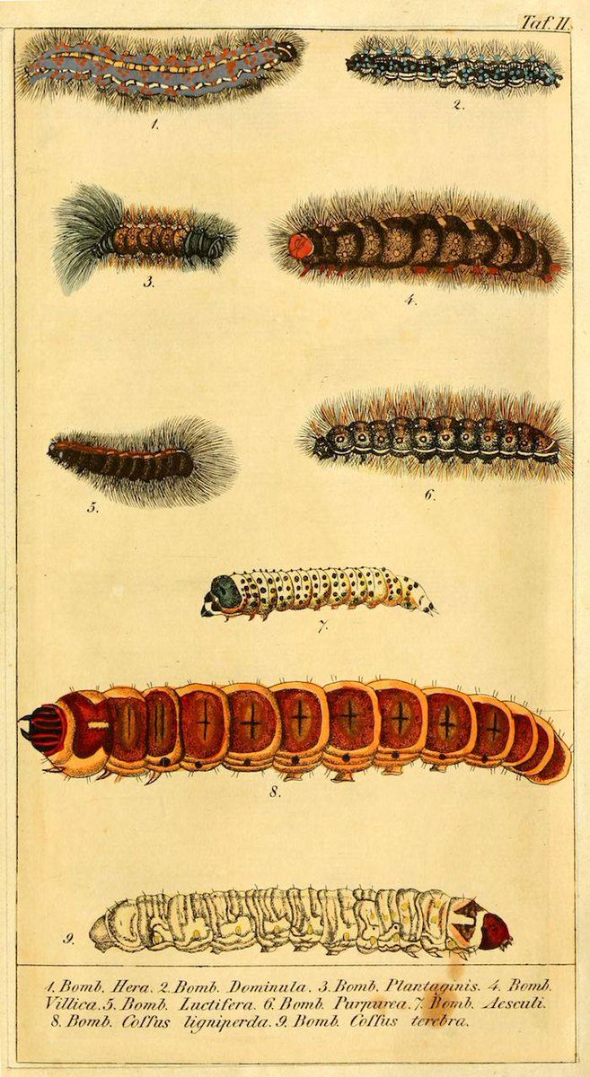 One of the many wonderful illustrations to be found in an 1837 "caterpillar calendar", an entomological volume by the aptly named Christian Friedrich Vogel outlining which caterpillars appear each month. More here: buff.ly/2ndBm0s (from <a href="/BioDivLibrary/">BHL</a> &amp; <a href="/SILibraries/">Smithsonian Libraries and Archives</a>)