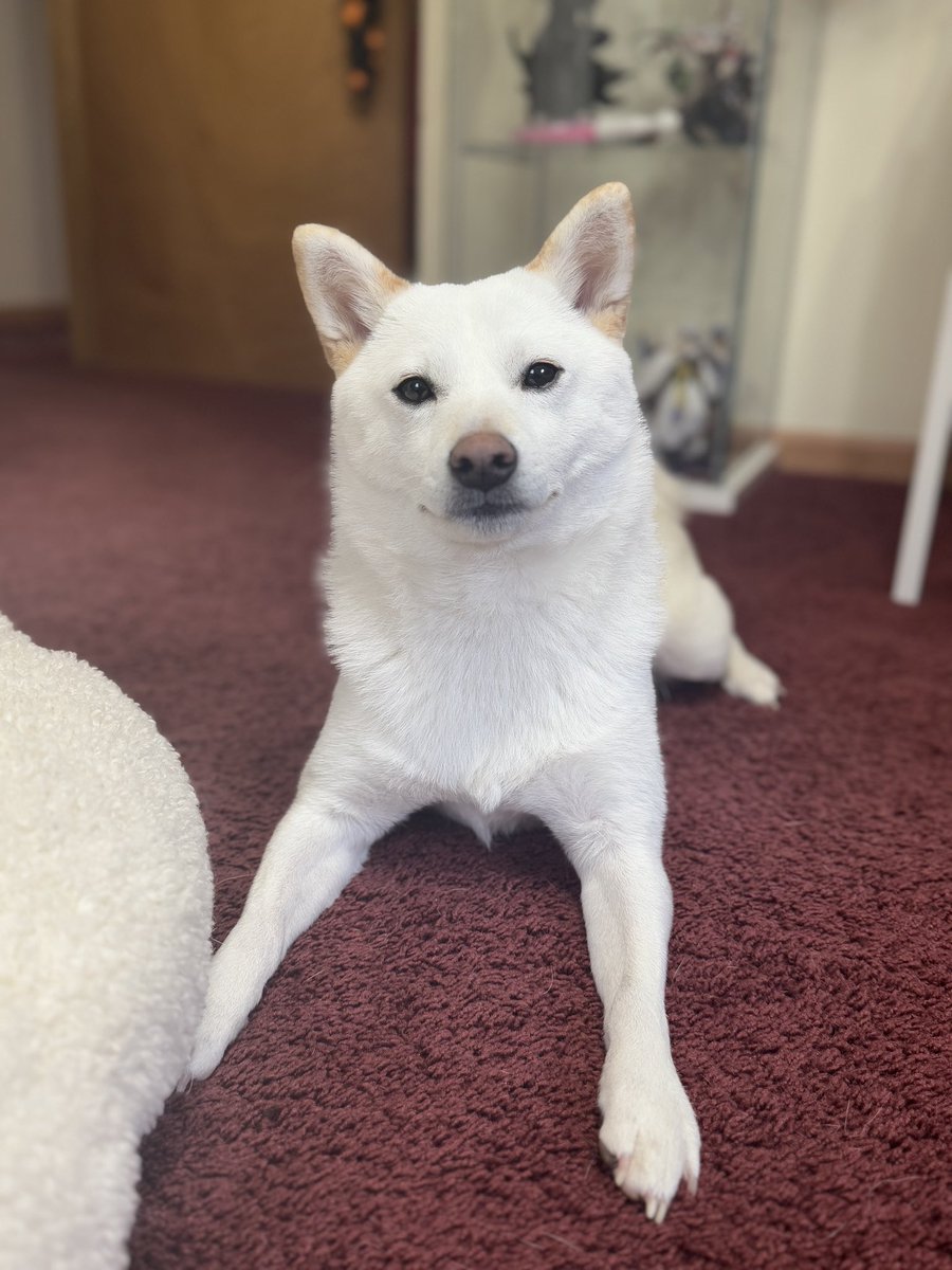 ᴉʞ∀ 「秋」 tweet media