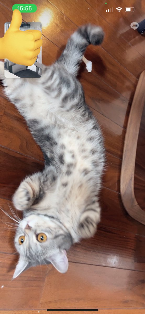猫のお腹のトトロみたいな斑点大好き。