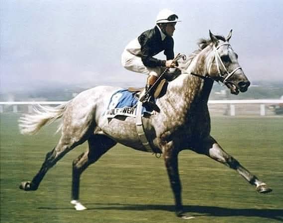 HORSERACING1002's tweet photo. WOLF POWER (SAF) 1978
(FLIRTING AROUND -  PANDORA BY CASABIANCA) #WolfPower
A G1 in South Africa stood at @Gainesway https://t.co/wR3caWeo81