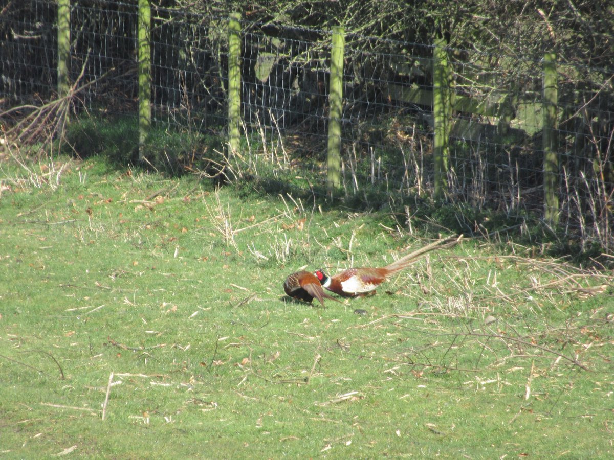 BringonFoxFever's tweet photo. @realkarlbeattie @Yfielding @marymbeattie #MyHeroes #HappyFriday #animaloftheday...well it has to be our two pheasants #Oliver and #Beaky have a ding dong π
You've heard of #Handbagsatdawn...but what about #Wingsatdawn π
we're not sure who won but they both seem ok! x https://t.co/ttZisDKGqy