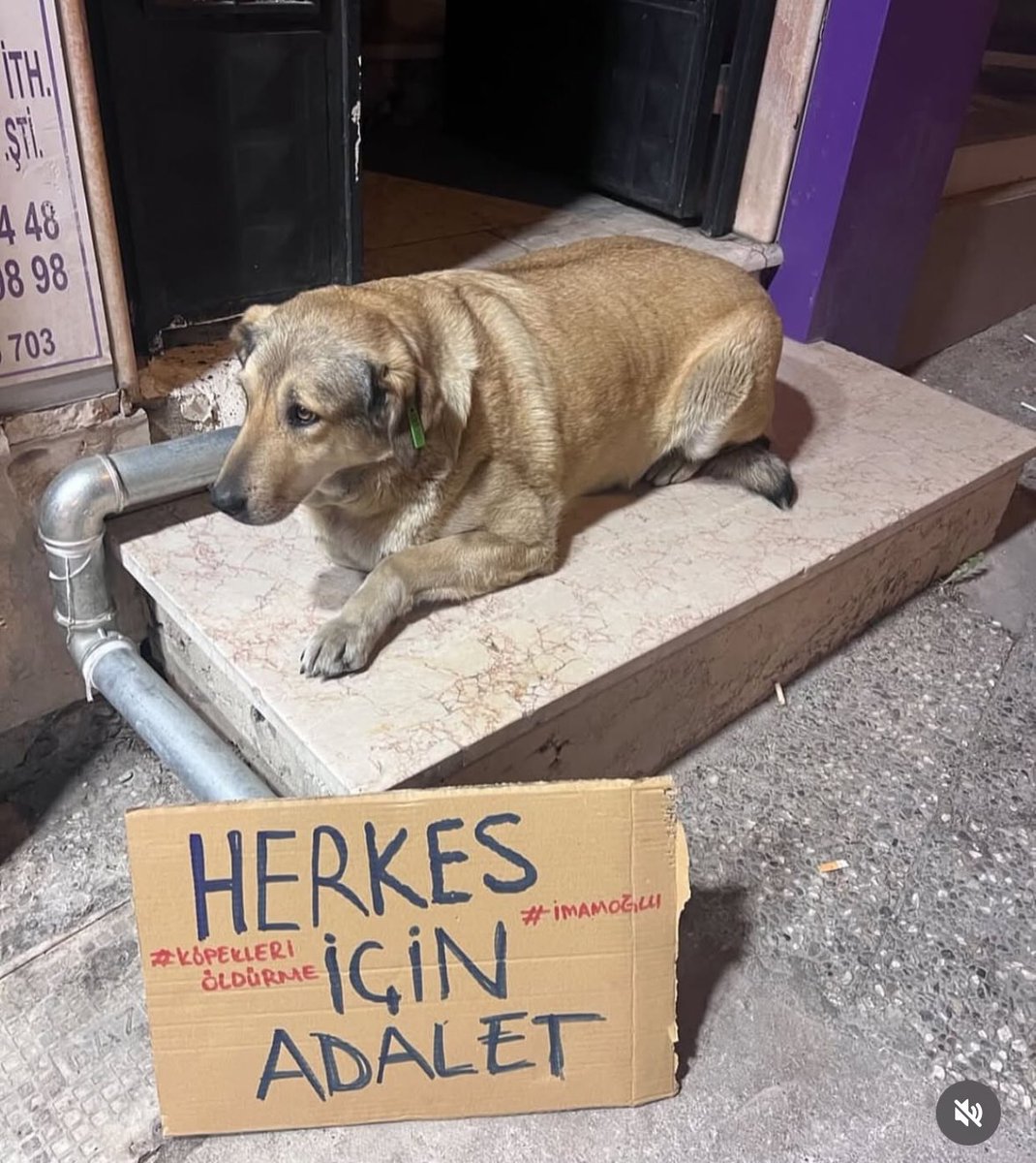 Srpulsy's tweet photo. Pazar günü dayanışma sandığına gidecek hayvanseverler!
O zarfa “sokak hayvanları için” diye not düşün!

@herkesicinCHP 
@eczozgurozel 
@ekrem_imamoglu 
@mansuryavas06

#SokakHayvanlarıSahipsizDeğil https://t.co/ArWt66zsrQ