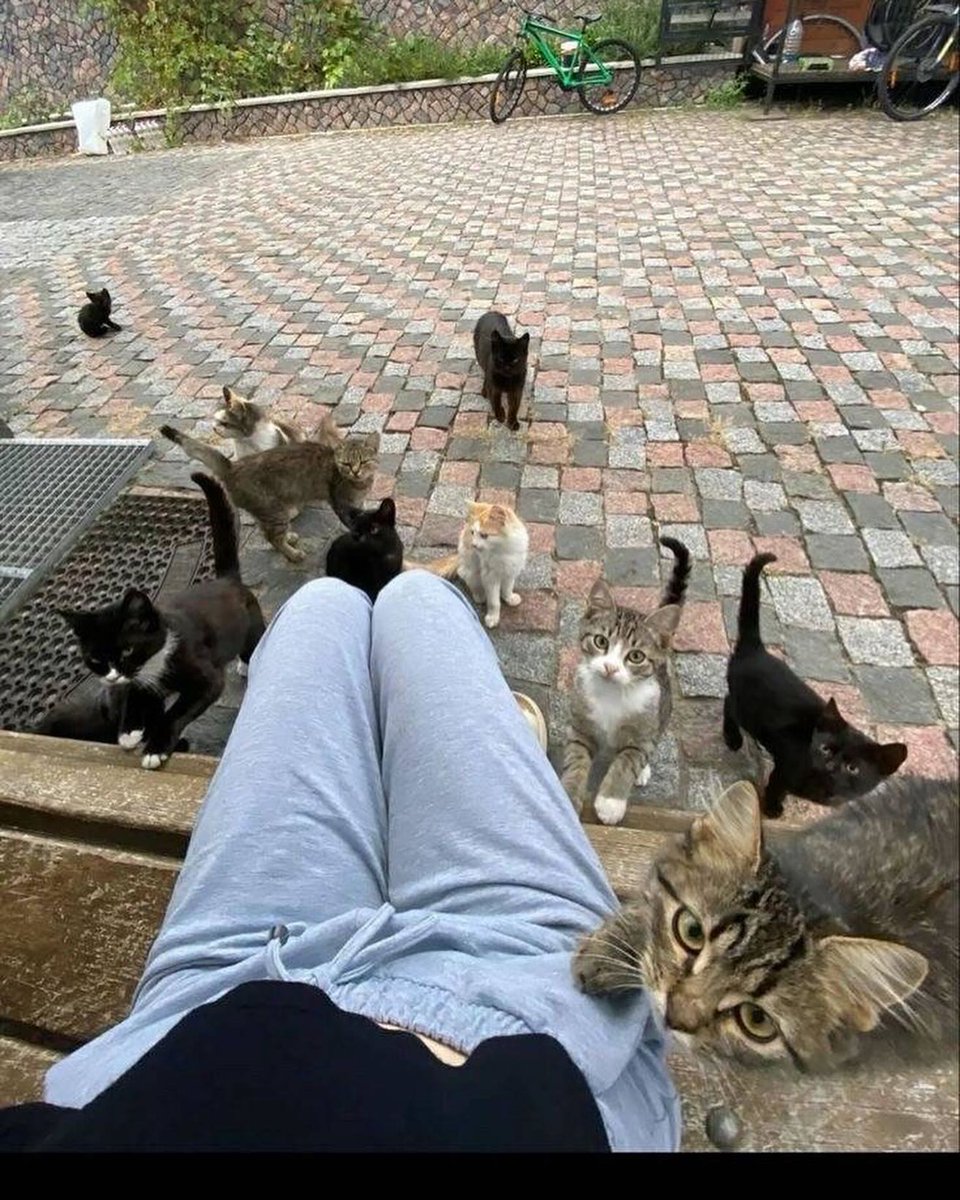 Punch Cat tweet media