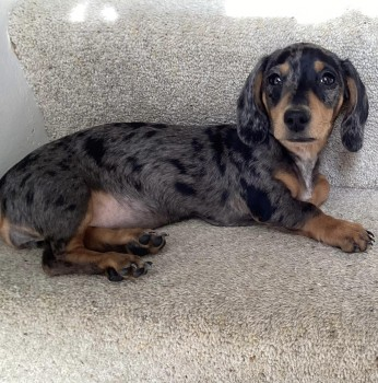 millypod1's tweet photo. Peggy has been found safe and has been reunited with her family. Thanks for RT's๐๐๐พ
๐18 MAR 2025 #STOLEN HOUSE BURGLARY #ScanMe @CambsCops #SausageArmy
Silver Dapple MIN Dachshund Female #PUPPY
#Toft #Cambridgeshire #CB23
PLEASE SHARE. ALL AREAS. https://t.co/0K6NlCqTHi https://t.co/7RWUGawIY5