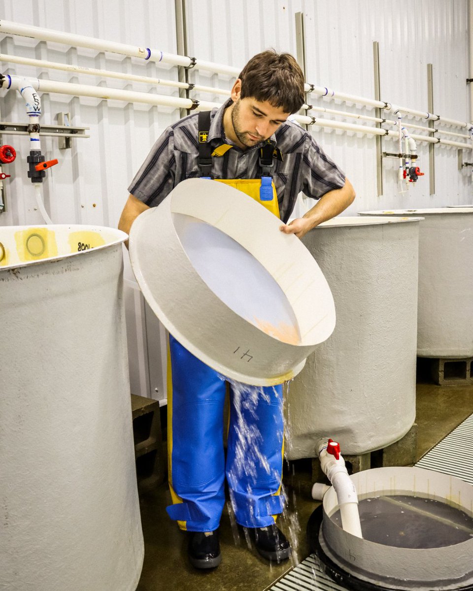 Scenes from our Humboldt Bay Hatchery! 🦪

Like vegetable starts raised in a greenhouse, our oyster larvae are raised in our Humboldt Hatchery—keeping them protected from predators, well fed with natural algae and nurtured under optimum growing conditions. #Oysters #HogIsland