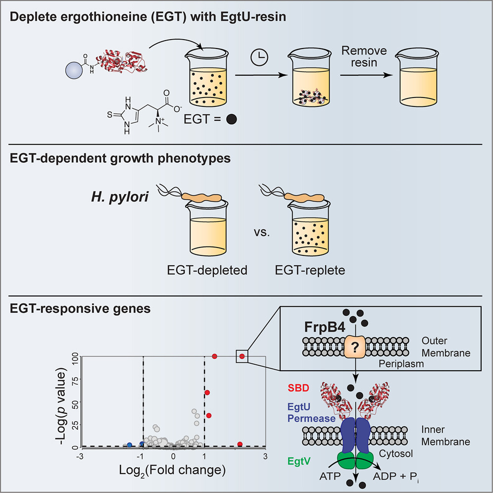 CellChemicalBiology (@cellchembiol) on Twitter photo An affinity-based depletion strategy for evaluating the effects of ergothioneine on bacterial physiology by Anna B. Seminara and Stavroula K. Hatzios <a href="/Hatzios_Lab/">Hatzios Lab</a> at <a href="/MCDB_Yale/">Department of MCDB</a> <a href="/Yale/">Yale University</a> <a href="/YaleChem/">Yale Chemistry</a> dlvr.it/TJgWNq An affinity-based depletion strategy for evaluating the effects of ergothioneine on bacterial physiology by Anna B. Seminara and Stavroula K. Hatzios <a href="/Hatzios_Lab/">Hatzios Lab</a> at <a href="/MCDB_Yale/">Department of MCDB</a> <a href="/Yale/">Yale University</a> <a href="/YaleChem/">Yale Chemistry</a> dlvr.it/TJgWNq