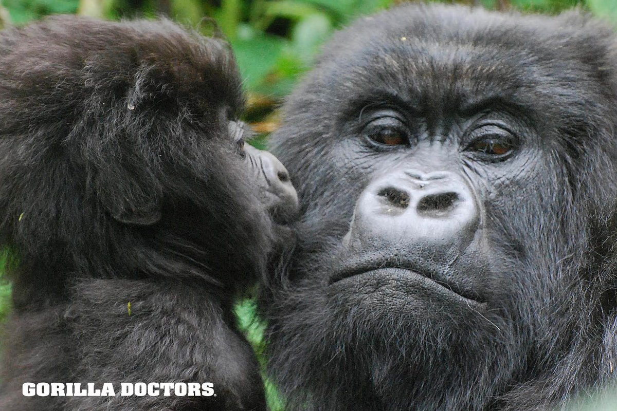 A GORILLA-SIZED thank you to our followers since we first joined in 2009. Find us now on: #Instagram, #Facebook, #YouTube &amp; #LinkedIn @gorilladoctors and #BlueskySocial at: bsky.app/profile/gorill…
