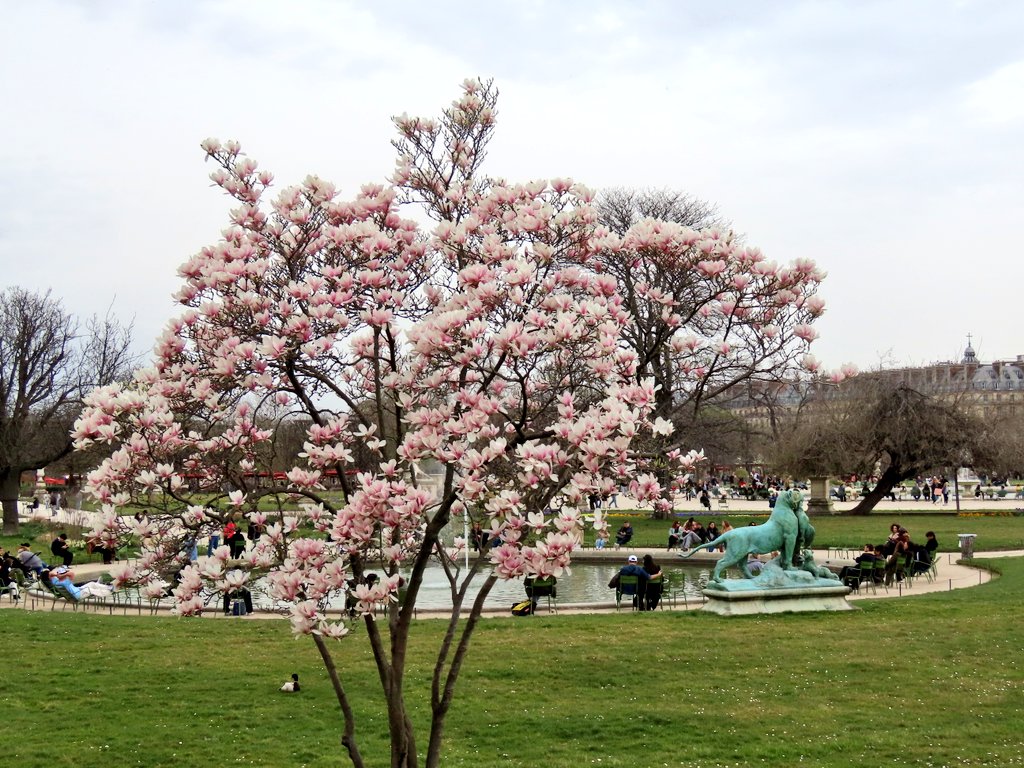 Mart_in_Paris's tweet image. Paris
21 mars 2025
Les magnolias sont en fleurs 🌸🩷🌸
Dommage, en ce 2e jour de printemps le ciel n&apos;était pas bleu, mais ces arbres en fleurs restent magnifique! 🩷🌸🩷
#JardinDesTuileries #ParisJeTAime #Printemps #Magnolia #Magnolias #ParisLovers