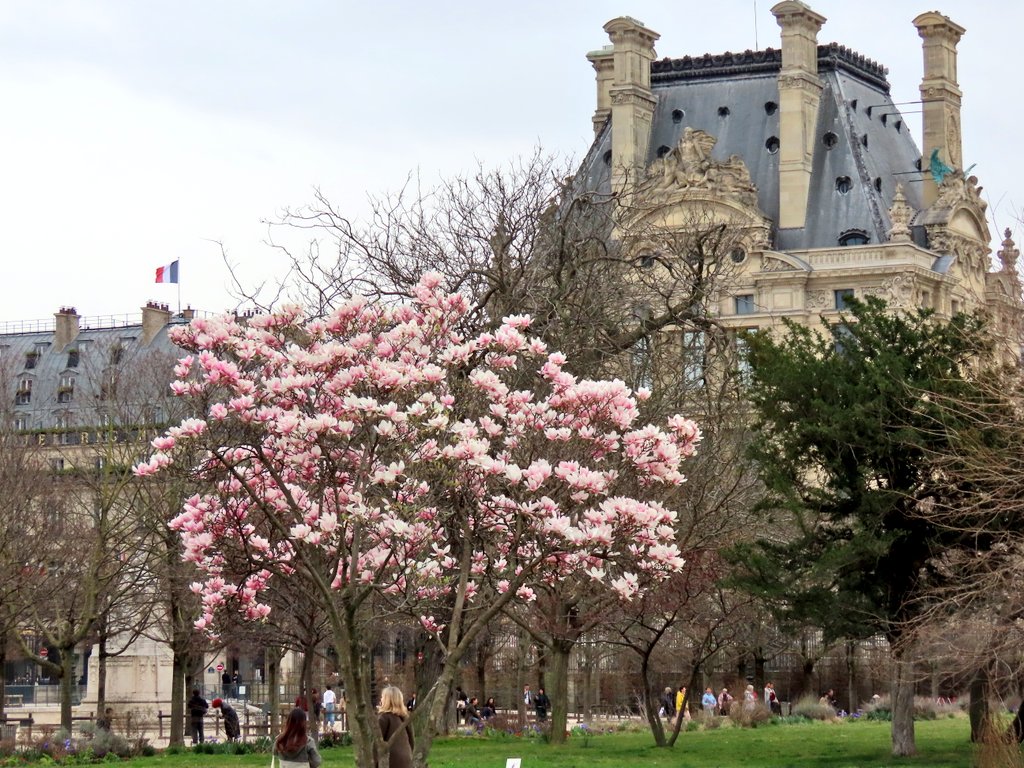 Mart_in_Paris's tweet image. Paris
21 mars 2025
Les magnolias sont en fleurs 🌸🩷🌸
Dommage, en ce 2e jour de printemps le ciel n&apos;était pas bleu, mais ces arbres en fleurs restent magnifique! 🩷🌸🩷
#JardinDesTuileries #ParisJeTAime #Printemps #Magnolia #Magnolias #ParisLovers